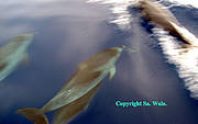 img006.jpg