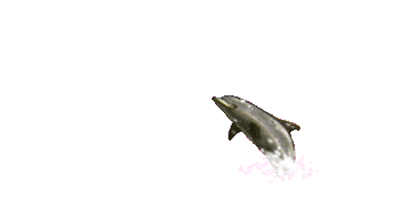 springender Delfin