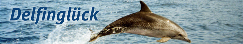 Schwimmen mit freilebenden Delfinen